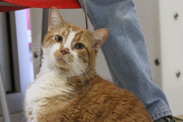 Adopt a friend: Scrat